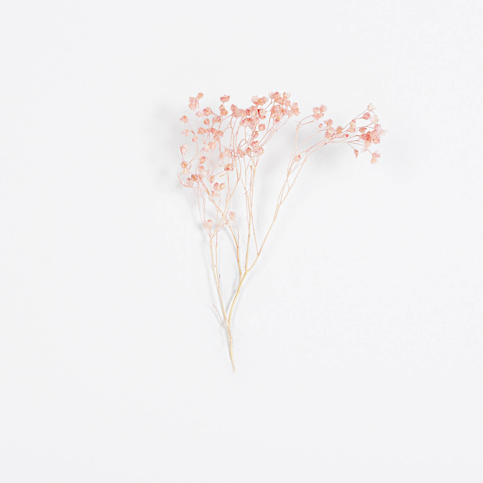 Droogbloemen