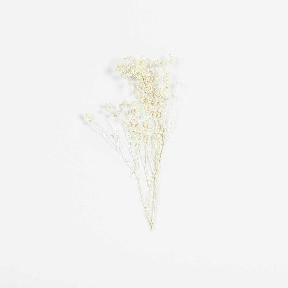 Droogbloem Broom Bloom Bleached