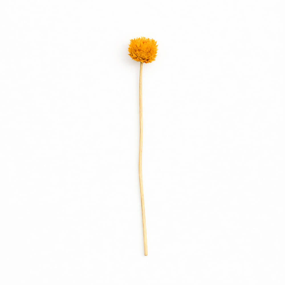 Droogbloem Congonhas Yellow