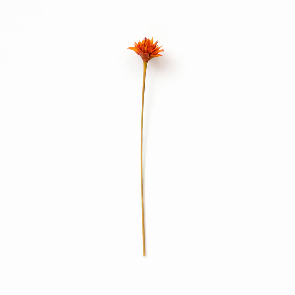 Droogbloem Hill Flower Orange