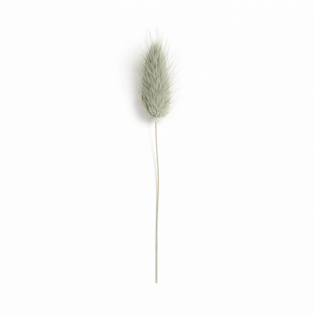Droogbloem Lagurus Kaki