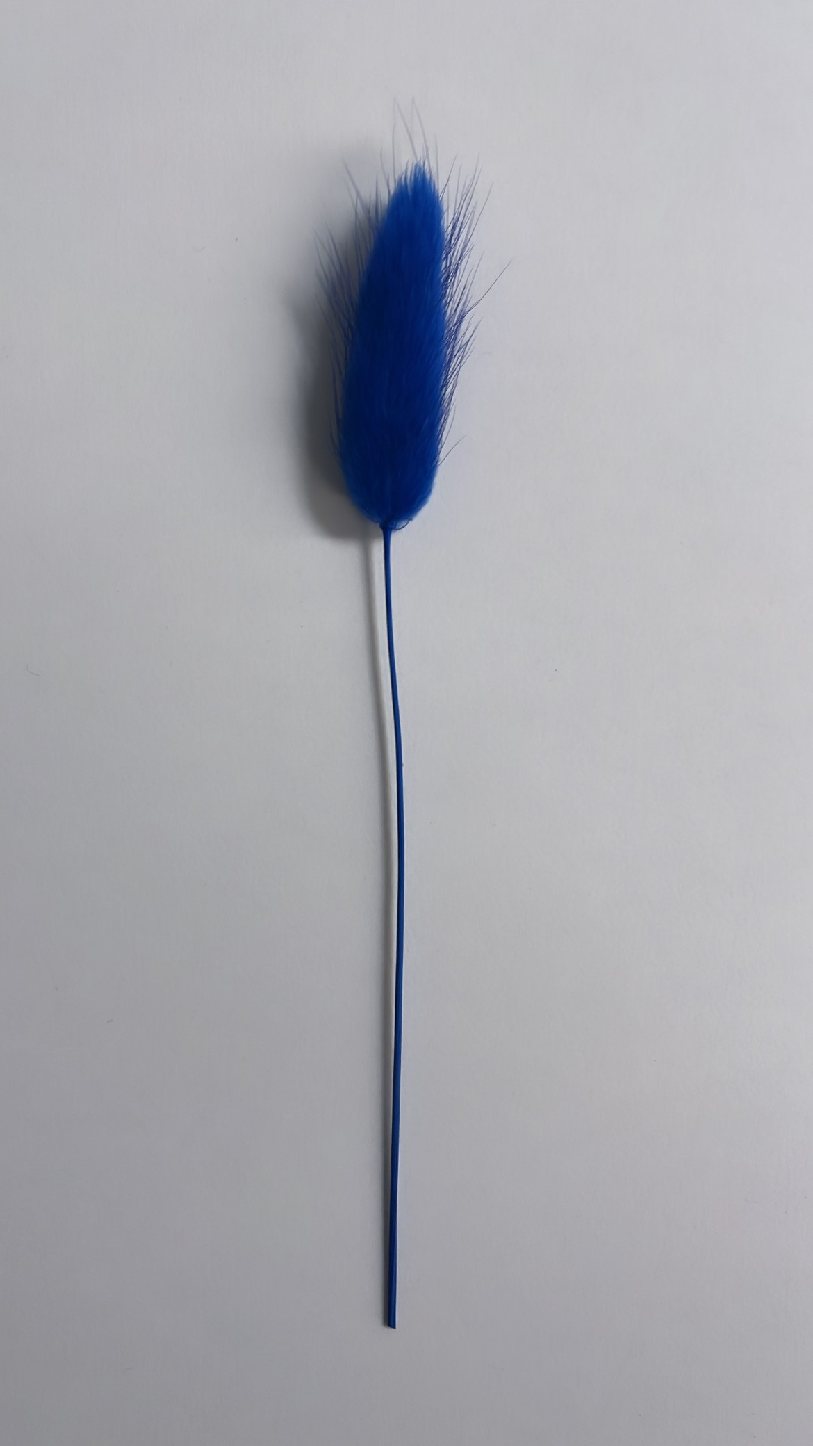 Droogbloem Lagurus Kobaltblauw