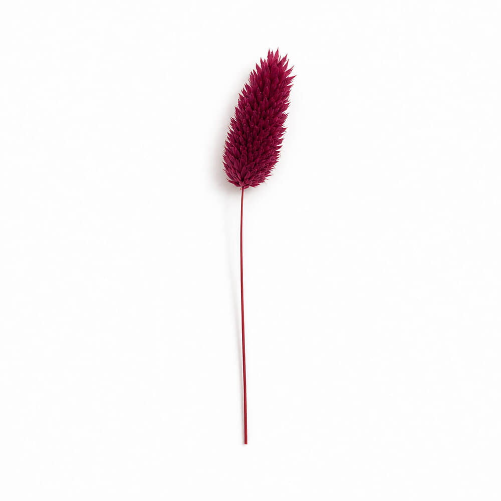Droogbloem Phalaris Bordeaux