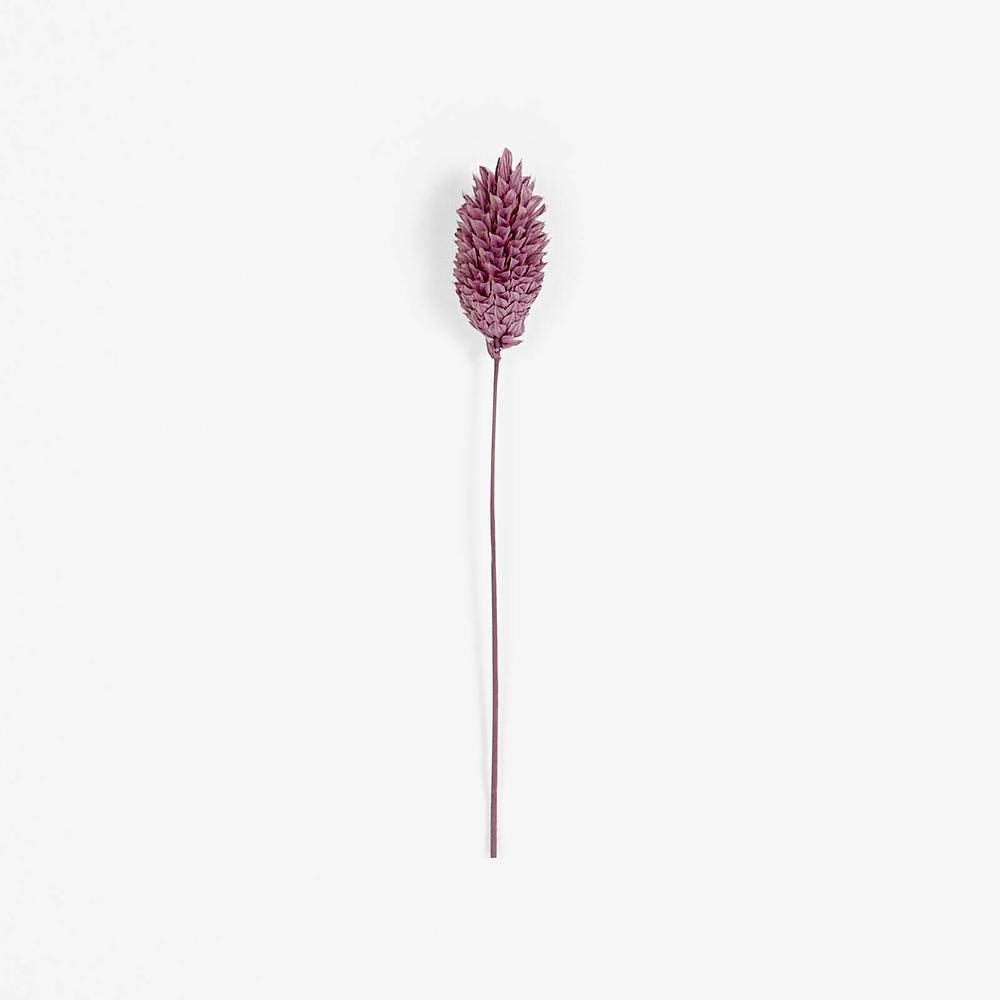 Droogbloem Phalaris Raspberry