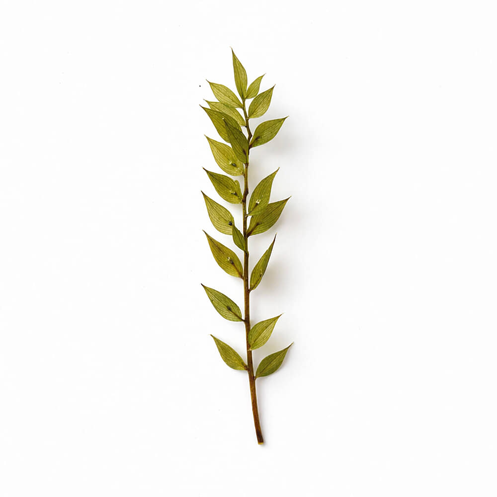 Droogbloem Ruscus Frosted Ice Green