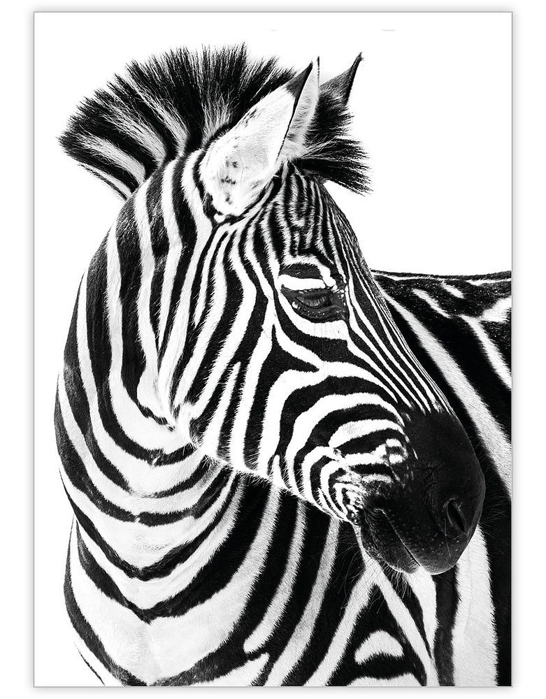Postkaarten Zebra